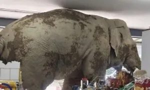 Voi chui vào cửa hàng tạp hóa tìm đồ ăn